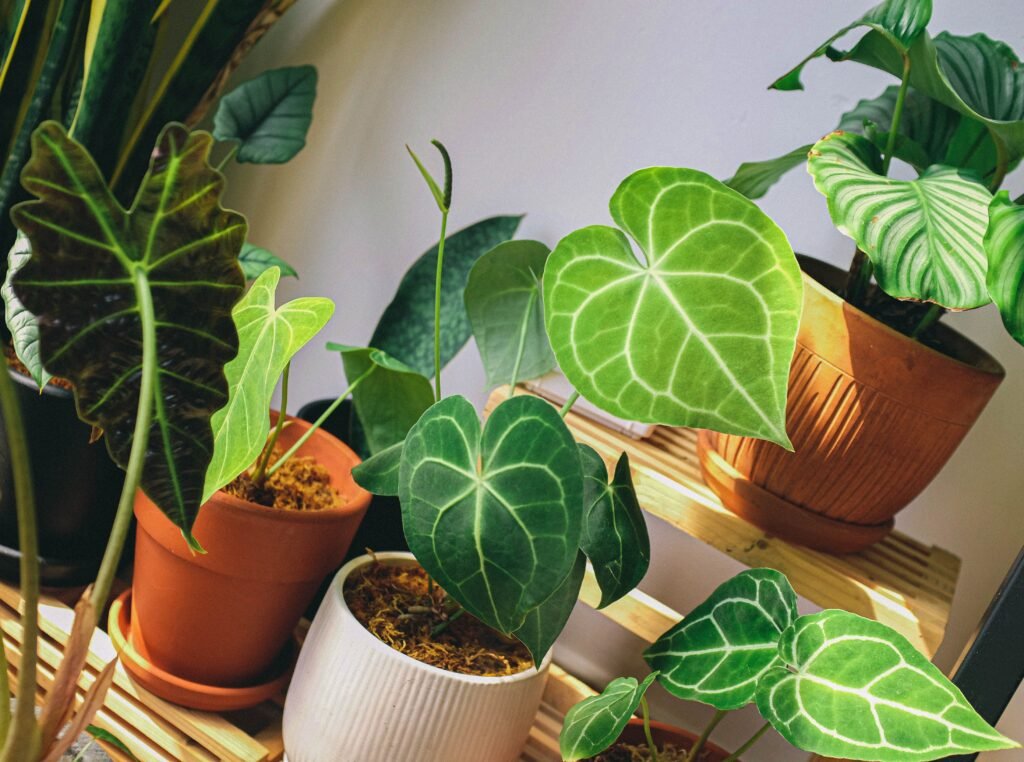 Houseplants in pots