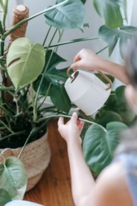 Watering a houseplant with a watering can